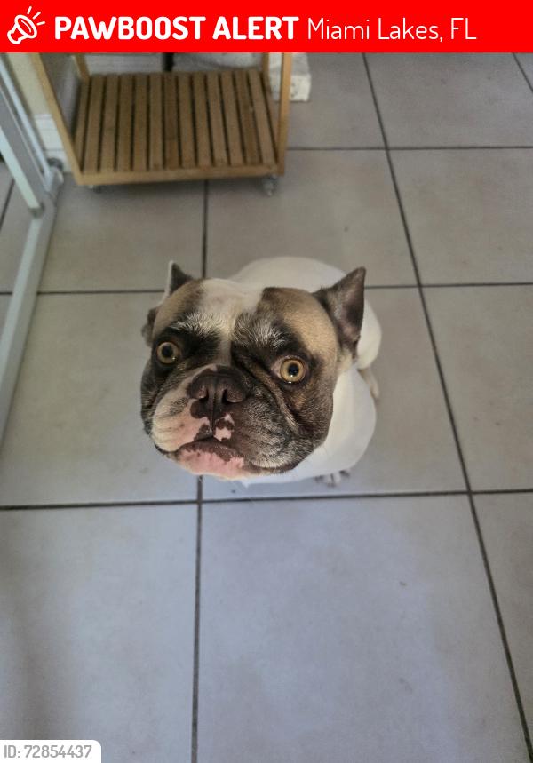 Lost Male Dog last seen 174th ter, Miami Lakes, FL 33014