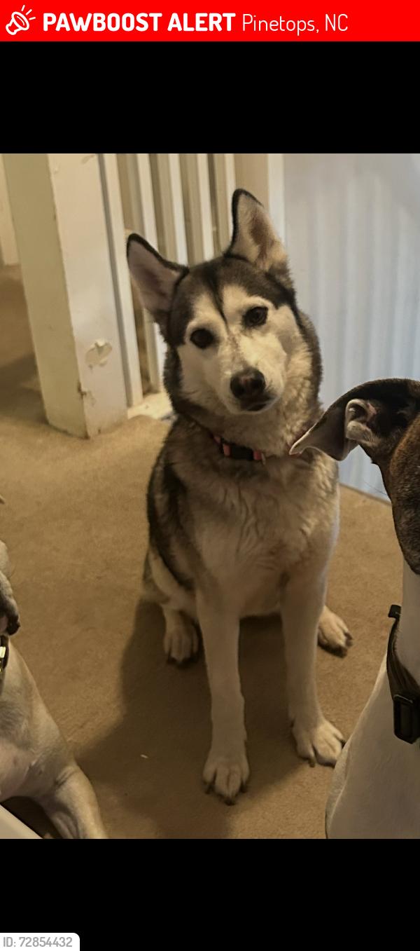 Lost Female Dog last seen Brutton craft ln, Pinetops, NC 27864