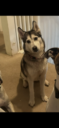 Lost Female Dog last seen Brutton craft ln, Pinetops, NC 27864