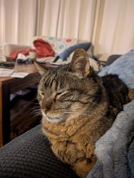 Lost Male Cat last seen Union St., Schenectady, NY 12308