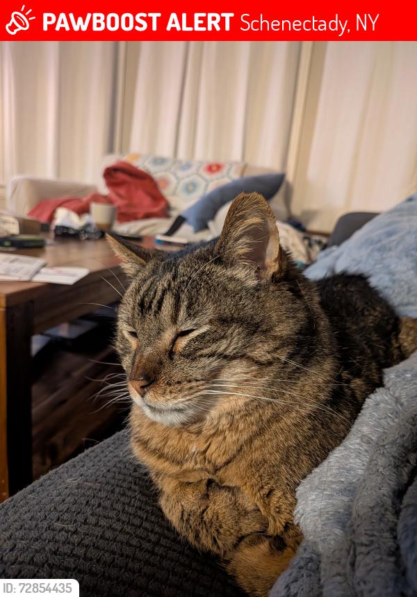 Lost Male Cat last seen Union St., Schenectady, NY 12308