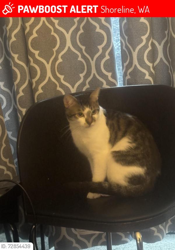 Lost Male Cat last seen Aurora transit center, Shoreline, WA 98133