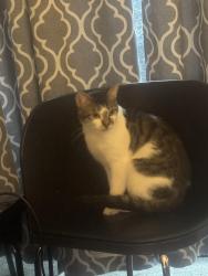 Lost Male Cat last seen Aurora transit center, Shoreline, WA 98133