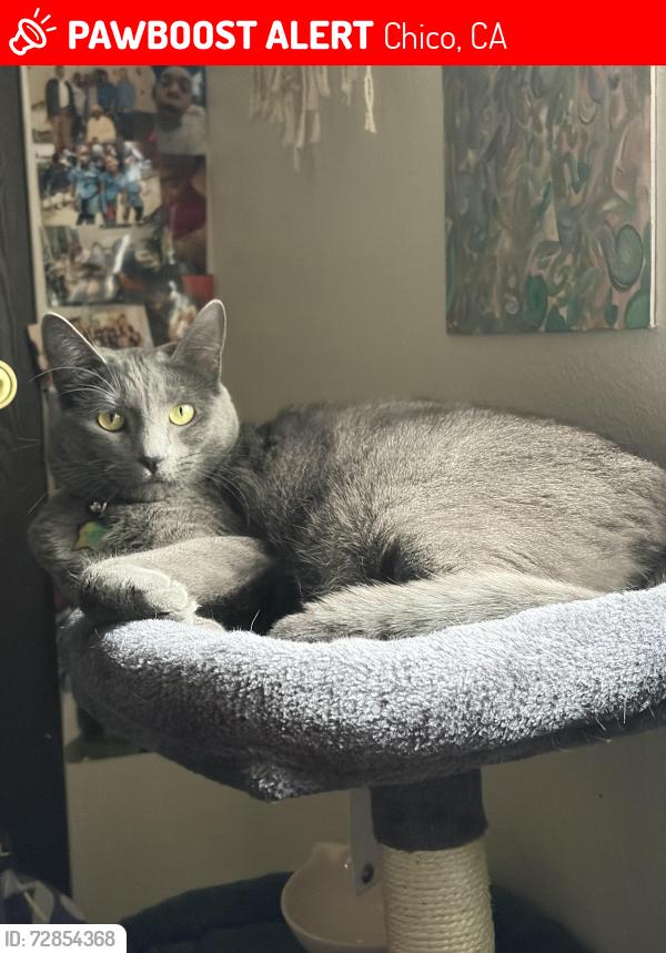 Lost Female Cat last seen Near Nord Ave, Chico, CA 95926