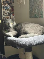 Lost Female Cat last seen Near Nord Ave, Chico, CA 95926