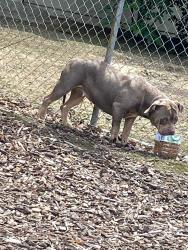 Found/Stray Female Dog last seen Shimizu dr, Stockton, CA 95202