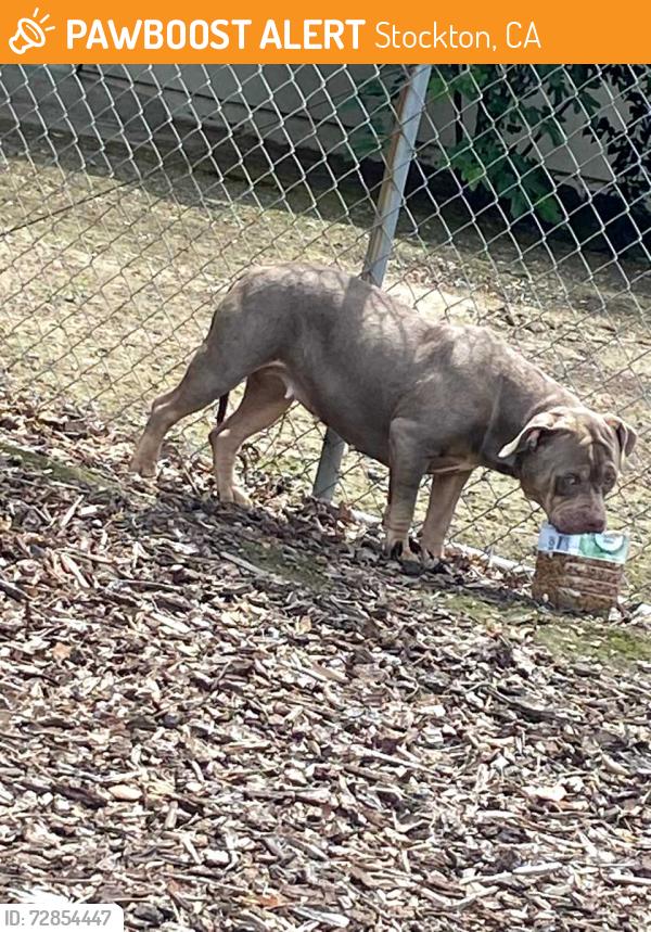 Found/Stray Female Dog last seen Shimizu dr, Stockton, CA 95202