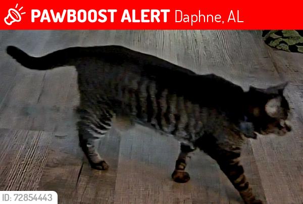 Lost Female Cat last seen Wilson Ave & Pollard Rd, Daphne, AL 36526