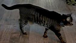 Lost Female Cat last seen Wilson Ave & Pollard Rd, Daphne, AL 36526