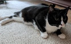 Lost Female Cat last seen Rippon Blvd. and Teal Way, Woodbridge, VA 22191