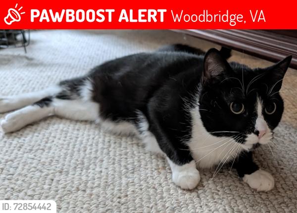 Lost Female Cat last seen Rippon Blvd. and Teal Way, Woodbridge, VA 22191