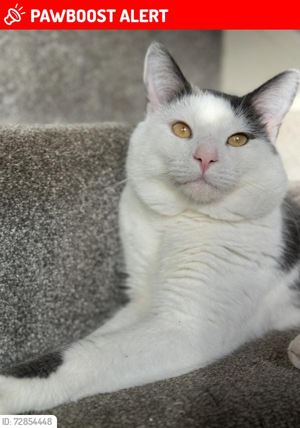 Lost Male Cat last seen Barony Terrace, Green bank Avenue, Kerswinning Avenue, Fudstone kilbirnie, North Ayrshire Council, Scotland KA25 6EX