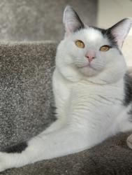 Lost Male Cat last seen Barony Terrace, Green bank Avenue, Kerswinning Avenue, Fudstone kilbirnie, North Ayrshire Council, Scotland KA25 6EX