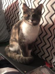 Lost Female Cat last seen Grandville Ave. , Grand Rapids, MI 49503