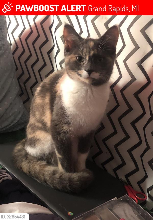 Lost Female Cat last seen Grandville Ave., Grand Rapids, MI 49503