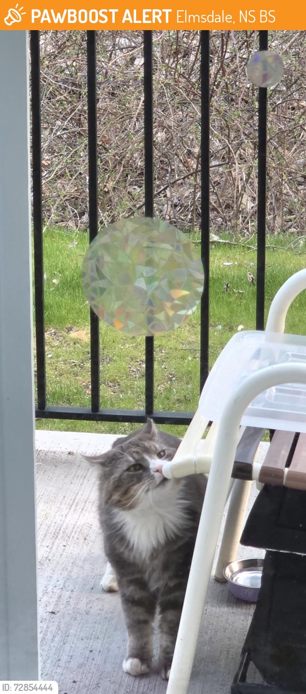 Found/Stray Unknown Cat last seen Elmsdale, Elmsdale, NS B2S
