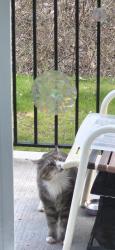 Found/Stray Unknown Cat last seen Elmsdale, Elmsdale, NS B2S