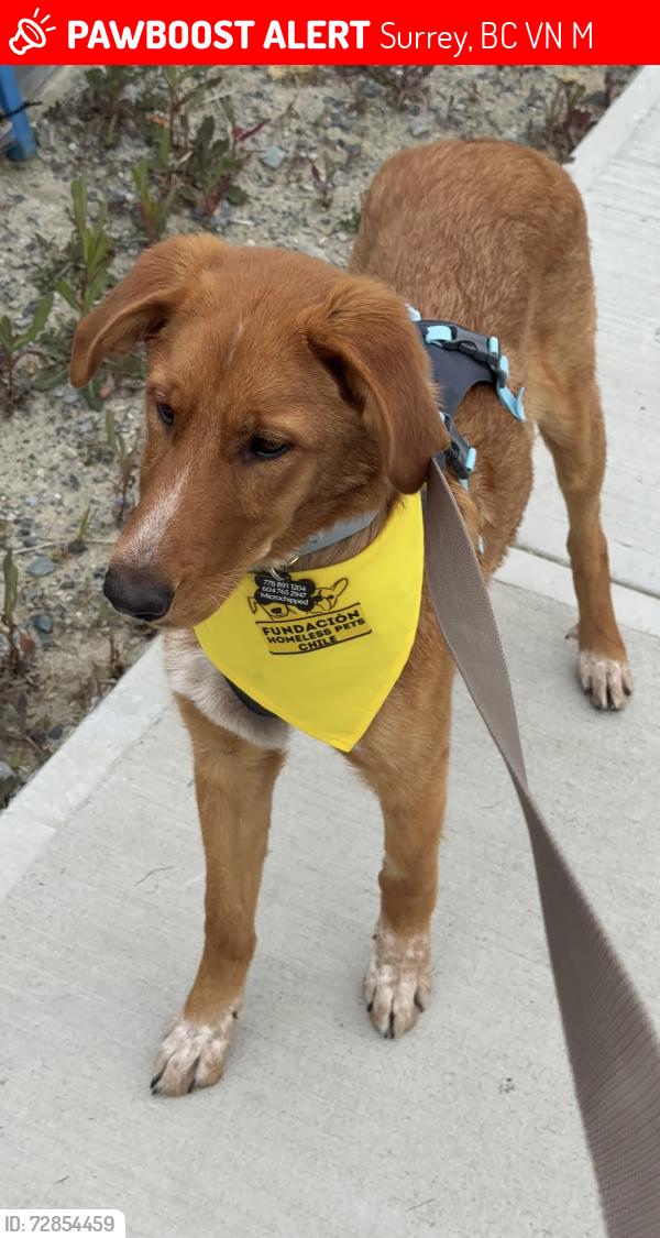 Lost Male Dog last seen Near 170 Street, may have gone into Surrey Golf Course, Surrey, BC V4N 6M4