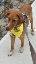 Lost Male Dog last seen Near 170 Street, may have gone into Surrey Golf Course, Surrey, BC V4N 6M4