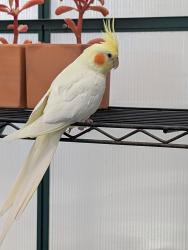 Lost Female Bird last seen Main and the 22 freeway, Orange, CA 92868