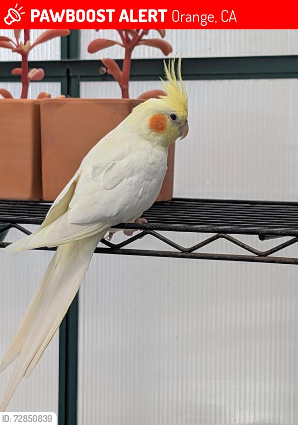 Lost Female Bird last seen Main and the 22 freeway, Orange, CA 92868