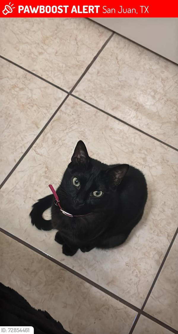 Lost Female Cat last seen Fern Dr, San Juan, TX 78589