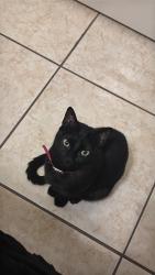 Lost Female Cat last seen Fern Dr, San Juan, TX 78589