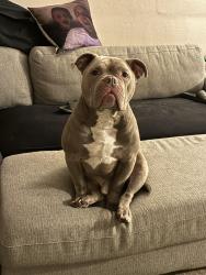 Lost Male Dog last seen Sherry Park, Virginia Beach, VA 23464