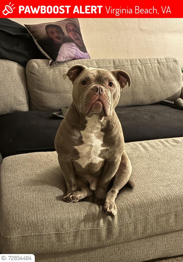 Lost Male Dog last seen Sherry Park, Virginia Beach, VA 23464