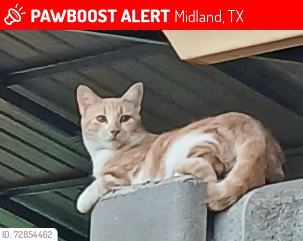 Lost Male Cat last seen Cuthbert and Lanham, Midland, TX 79701