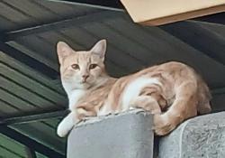 Lost Male Cat last seen Cuthbert and Lanham, Midland, TX 79701