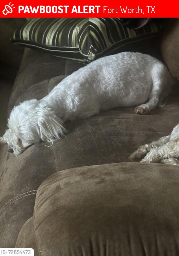 Lost Female Dog last seen Arch street , J avenue , Fort Worth, TX 76105