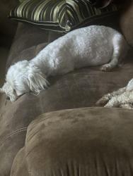 Lost Female Dog last seen Arch street , J avenue , Fort Worth, TX 76105