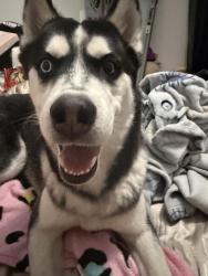 Found/Stray Male Dog last seen Sahara and tree line, Las Vegas, NV 89142