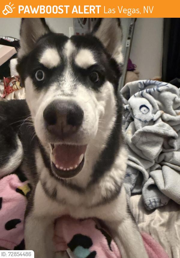 Found/Stray Male Dog last seen Sahara and tree line, Las Vegas, NV 89142