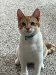 Found/Stray Male Cat last seen Near caobt blvd, Fairless Hills, PA 19030