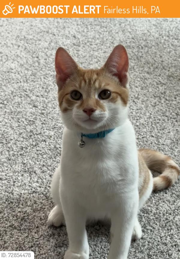 Found/Stray Male Cat last seen Near caobt blvd, Fairless Hills, PA 19030