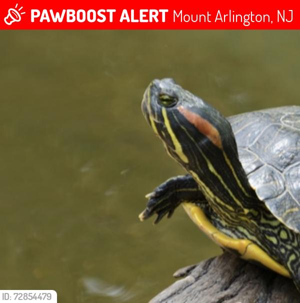 Lost Female Reptile last seen Mcgregor ave on lake hopatcong , Mount Arlington, NJ 07856
