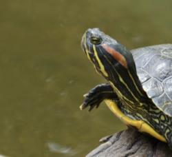 Lost Female Reptile last seen Mcgregor ave on lake hopatcong , Mount Arlington, NJ 07856