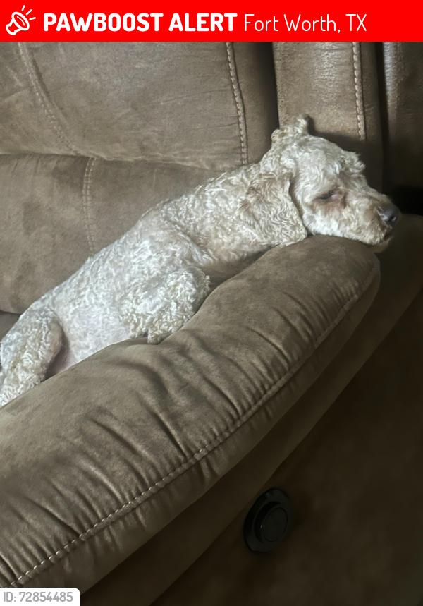 Lost Male Dog last seen Near Arch street y J avenue , Fort Worth, TX 76105