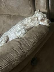 Lost Male Dog last seen Near Arch street y J avenue , Fort Worth, TX 76105