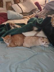 Lost Male Cat last seen Maple and Hackson, Fresno, CA 93726