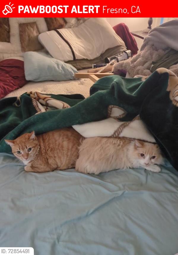 Lost Male Cat last seen Maple and Hackson, Fresno, CA 93726