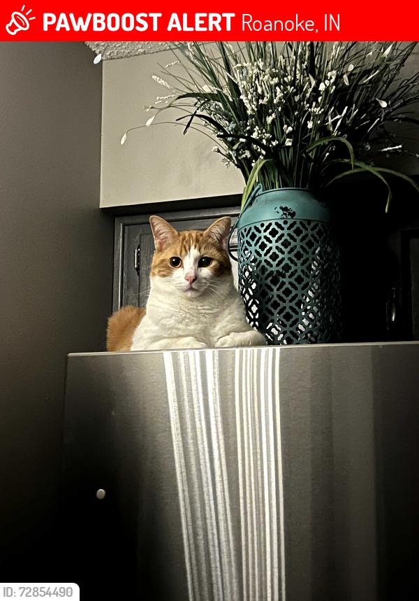 Lost Male Cat last seen E 1100 N, Roanoke, IN 46783