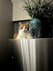 Lost Male Cat last seen E 1100 N, Roanoke, IN 46783