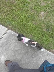 Found/Stray Female Dog last seen Near norman Mayers , New Orleans, LA 70122