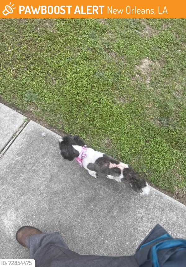 Found/Stray Female Dog last seen Near norman Mayers , New Orleans, LA 70122