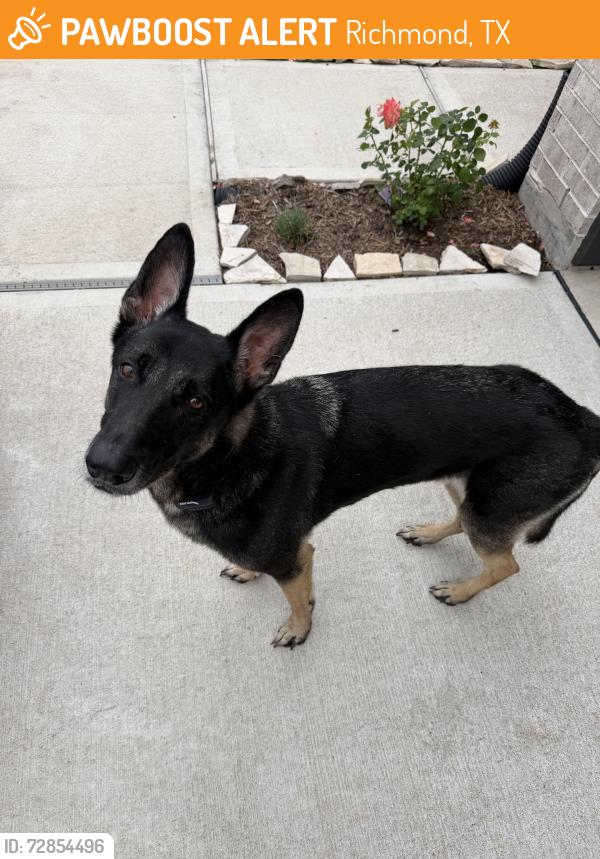 Found/Stray Male Dog last seen Arabella neighborhood, Richmond, TX 77469