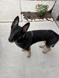 Found/Stray Male Dog last seen Arabella neighborhood, Richmond, TX 77469