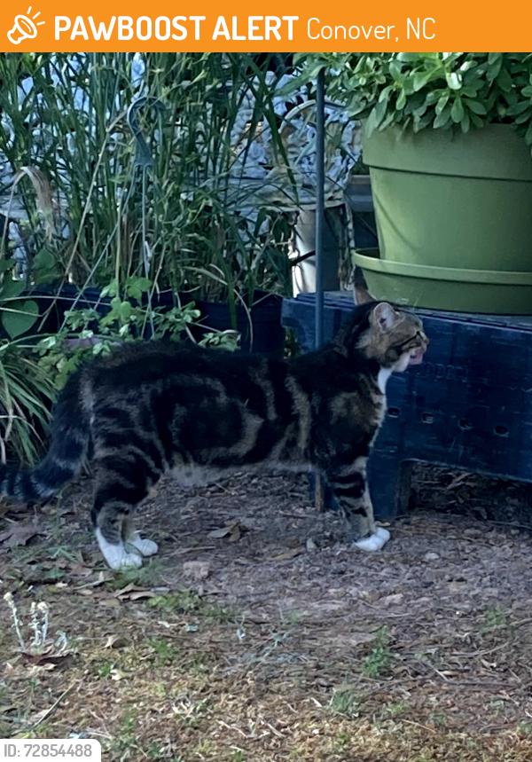Found/Stray Male Cat last seen Lee Cline Rd & Springs Rd , Conover, NC 28613
